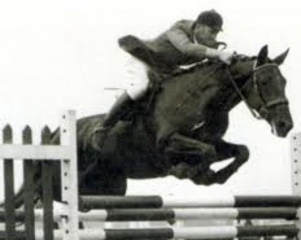 broodmare Altesse D'Ira (Selle Français, 1966, from Prince Du Cy)