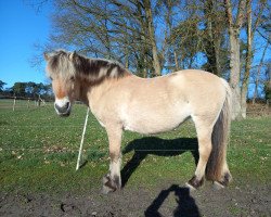 horse Liv vom Töster Grund (Fjord Horse, 2009, from Jokke)