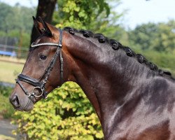 dressage horse Toto Plus (Oldenburg, 2020, from Glock's Toto Jr.)