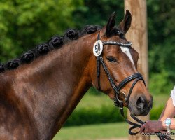 broodmare Vincentina (Westphalian, 2018, from Vincent)