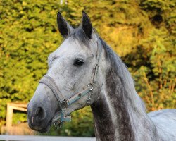 jumper Chopin (Holsteiner, 2010, from Cachas)