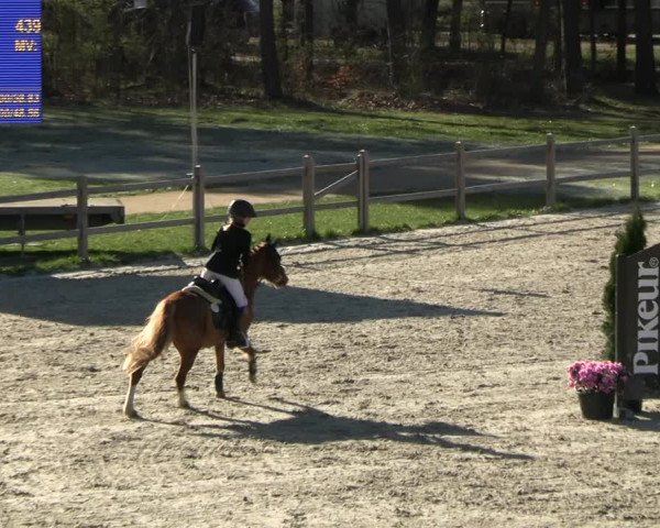 Reitturnier Westergellersen 2023