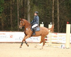 jumper Celeste ST (Oldenburg show jumper, 2018, from Comme il Faut)