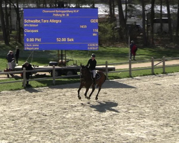 Reitturnier Westergellersen 2023