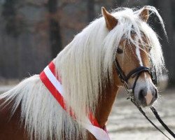 stallion Nordpol (Haflinger, 2009, from Novaris)