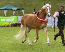 Zuchtstute Padolina (Haflinger,  , von Atlantic)