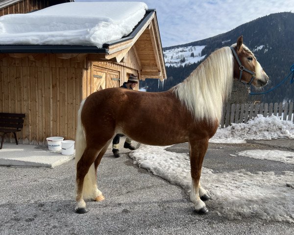 Pferd Nautic (Haflinger, 2019, von Nordpol)