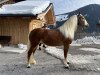 Pferd Nautic (Haflinger, 2019, von Nordpol)