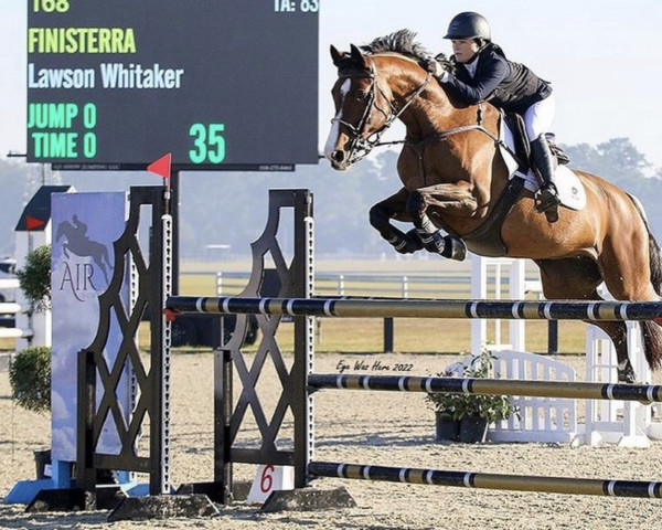jumper Finisterra (KWPN (Royal Dutch Sporthorse), 2008, from Canturano I)