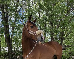 dressage horse Finalist 18 (German Sport Horse, 2013, from Fürst Wettin)