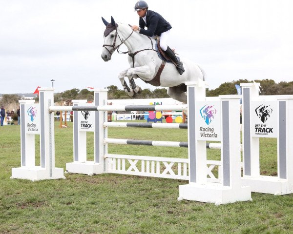 Springpferd Finch Farm Clifford (Australisches Warmblut, 2009, von Charlemagne Ego Z)