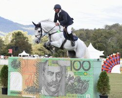 stallion Charlemagne Ego Z (Zangersheide riding horse, 2005, from Calvaro Z)