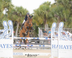 jumper Conlugo PS (Oldenburg show jumper, 2011, from Conthargos)