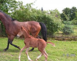 horse Regentanz (Deutsches Sportpferd, 2009, from Riverside)