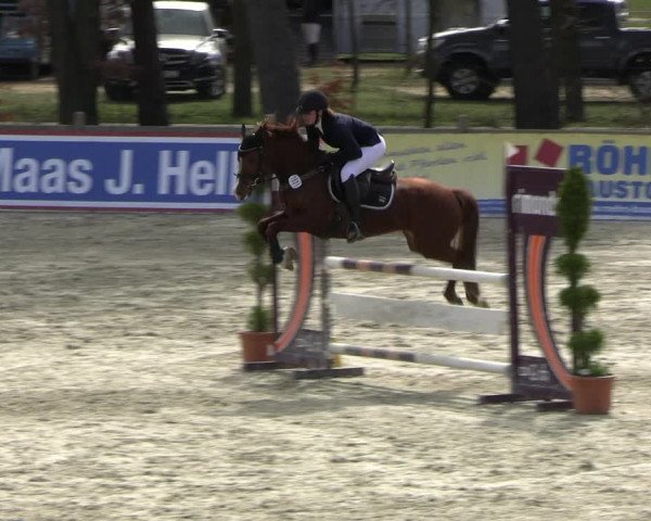 Reitturnier Westergellersen 2023
