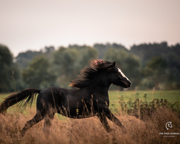 horse Baron Almar vom Achterberg (Lehmkuhlen Pony, 2020, from Baron Kurt)