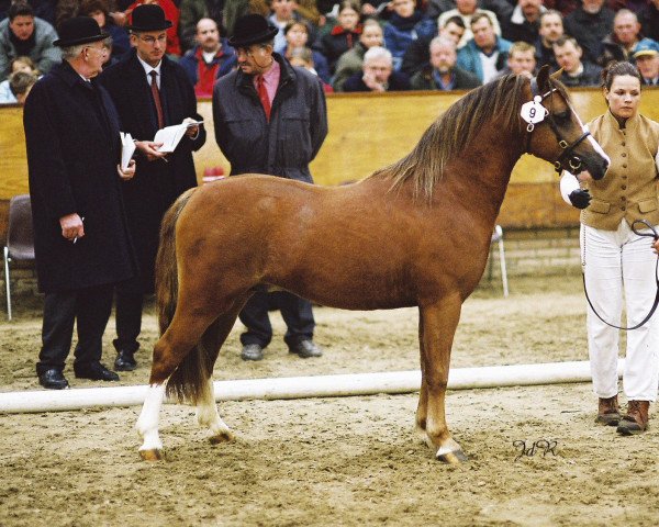 stallion Centannials Sylvester (Welsh mountain pony (SEK.A), 2001, from Colne Heartsease)