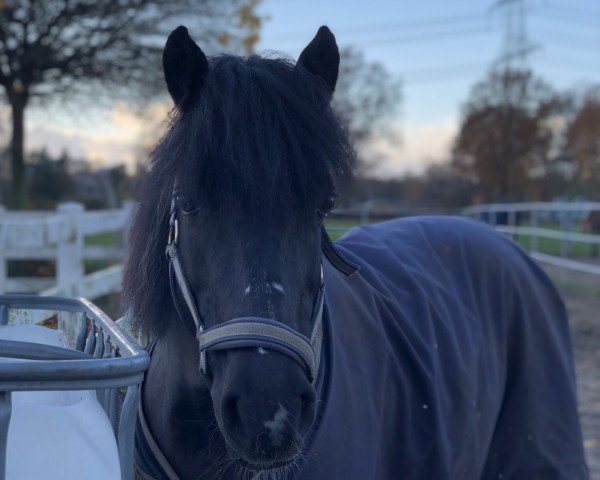 broodmare Paulina (Lewitzer, 2004, from Peter I B 458)