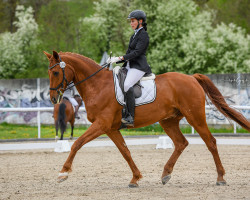 dressage horse Shanghai Crowne (Hanoverian, 2010, from Shalimaro)