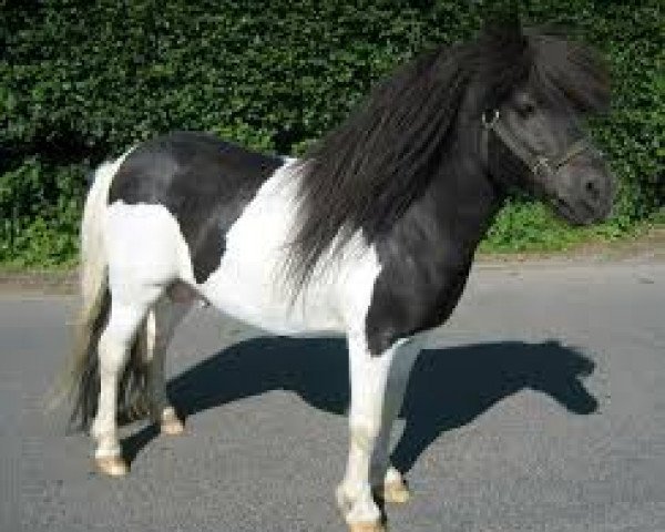 stallion Alexander von DHK (Shetland Pony, 1998, from Attila H.)