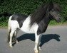 Deckhengst Alexander von DHK (Shetland Pony, 1998, von Attila H.)