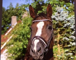 broodmare Pina Colada (German Warmblood, 2001, from Interpol)