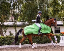 dressage horse Blue Boy N.b. (Hanoverian, 2013, from Callaho's Benicio)