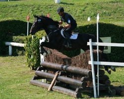 stallion Quiva du Lerchenberg (Selle Français, 2004, from Grosso Z)