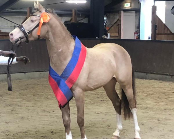 horse Kheano (German Riding Pony, 2019, from Khasanova)