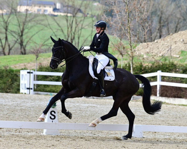 dressage horse Finest Star K. (Hanoverian, 2015, from Finest)