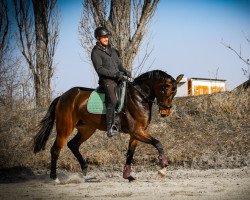 dressage horse Liv Love (Oldenburger, 2016, from Licotus)