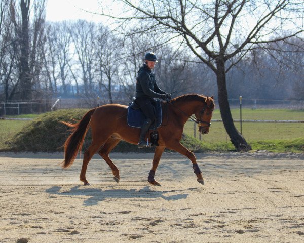 Dressurpferd Found Gold (Österreichisches Warmblut, 2019, von For Gold OLD)