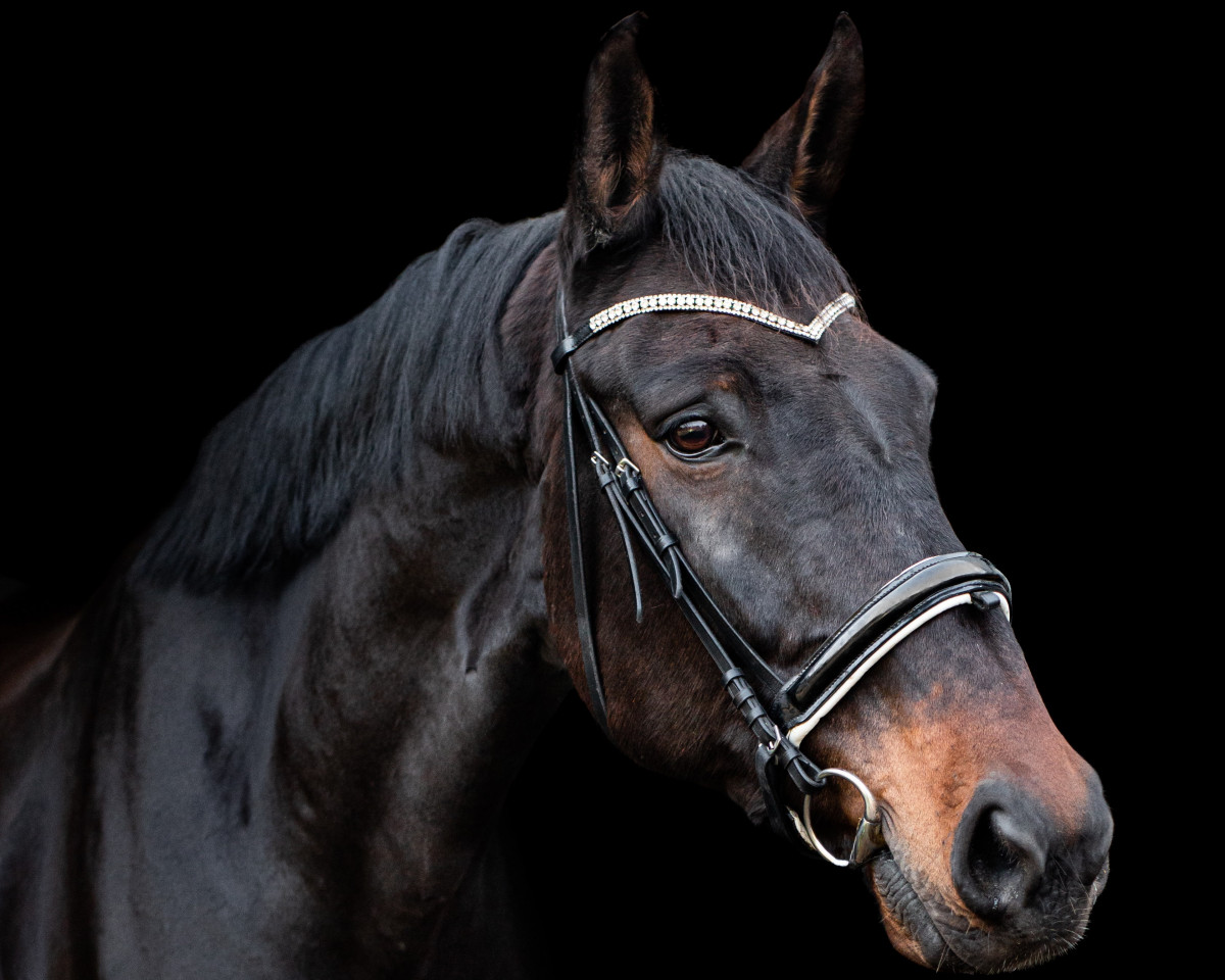 dressage horse Hannes 182 (Holsteiner, 2010, from Ekwador)