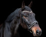 dressage horse Hannes 182 (Holsteiner, 2010, from Ekwador)