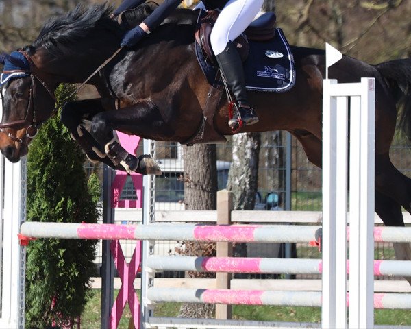 jumper Emil Vom Eichenhof (Hanoverian, 2015, from Embassy I)