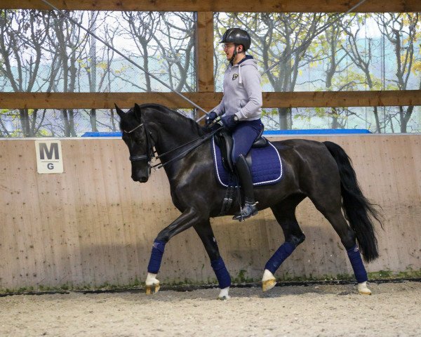 Pferd Lianita HR (Koninklijk Warmbloed Paardenstamboek Nederland (KWPN), 2016, von Emilano)