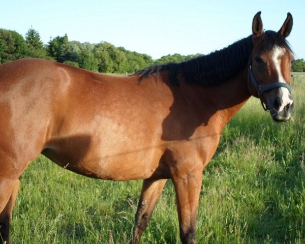 Pferd Échantal (Deutsches Reitpferd, 2005, von Tashunka-Menufar)