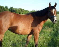 horse Échantal (Deutsches Reitpferd, 2005, from Tashunka-Menufar)