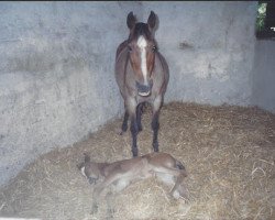 Pferd Elfe (Deutsches Reitpony, von Chico)