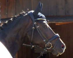 dressage horse Donnavan 6 (Hanoverian, 2017, from Don Nobless)