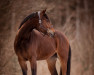 jumper Napoleon 507 (German Sport Horse, 2016, from Neustein)