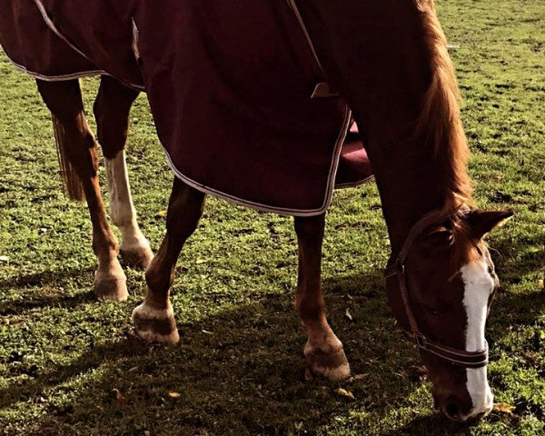 jumper Astara 3 (German Sport Horse, 2003, from Rosentänzer)