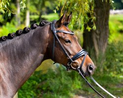 broodmare Dark Delilah R (German Riding Pony, 2016, from Dark Dornik)