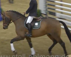 stallion Darcodello (Holsteiner, 2011, from Darco)