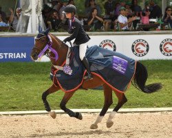 broodmare Iselle van Orshof (Belgian Warmblood, 2008, from Winningmood van de Arenberg)