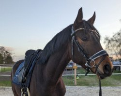 dressage horse Rockstar (Hanoverian, 2019, from Rock Springs)