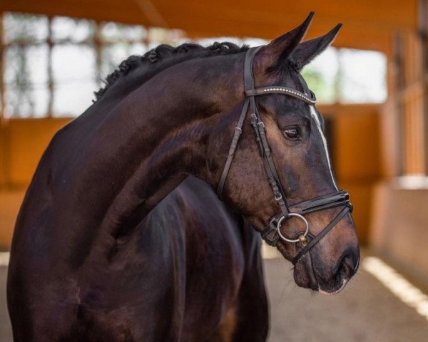dressage horse Bernay's Son (German Sport Horse, 2016, from Bernay)
