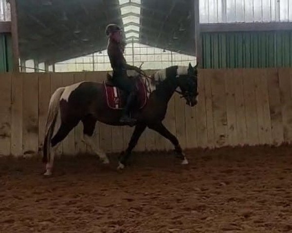 horse Cody (German Riding Pony, 2017, from Champ)