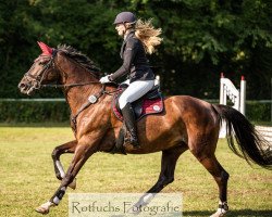 jumper Conny 402 (German Sport Horse, 2012, from Calme)