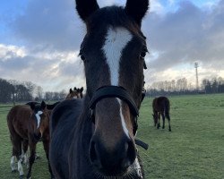 dressage horse Brightside S (Westphalian, 2022, from Bon Joker)